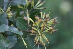 Syzygium parameswaranii